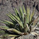 Superstition Mountain