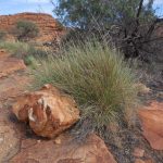 Kings Canyon