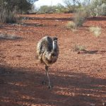 Emu